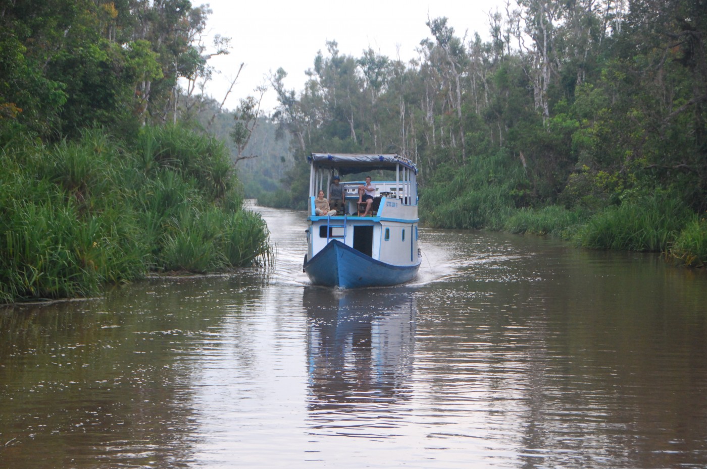 Tanjung Puting National Park p Kalimantan Indonesisk Tanjung Puting National Park p Kalimantan Indonesisk